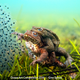 Illustration for article titled The Best Underwater Photographs of 2016 Are Out of This World